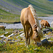 Haflingerpferd auf der Alm (Shieling) in den Otztaler Alpen (Obergurgl, Rotmoostal). Österreich, Tirol