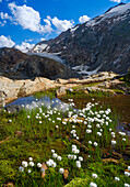 Scheuchzers cotton gras or white cotton grass in front of the glacier Gurgler Ferner in the valley Gurgler Tal. Otztal Alps in the Naturepark Otztal. Europe, Austria, Tyrol