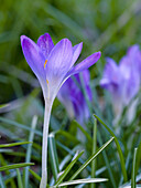 Woodland crocus, Crocus tommasinianus. Germany