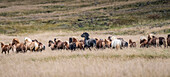 Islandpferde sind einige der schönsten halbfreien Pferde der Welt, eine besondere Rasse. Diese sind im Nordwesten Islands zu sehen.