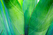 Close-up of vibrant agave leaves