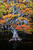 Bald cypress and Spanish moss in autumn color