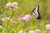 Eastern Tiger swallowtail on swamp milkweed