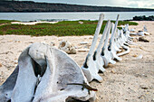 Ecuador, Galapagos National Park, Mosquera Island. Whale skeleton on beach.
