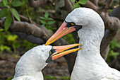 Ecuador, Galapagos National Park, Genovesa Island. Nazca boobies preening each other.