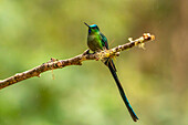 Ecuador, Guango. Langschwanzsylphenkolibri, Nahaufnahme.