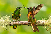 Ecuador, Guango. Buff-tailed coronet hummingbirds fighting.