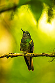 Ecuador, Guango. Büffelschwanz-Kronenkolibri aus der Nähe.