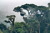 Ecuador, Guango. Clouds in jungle landscape.
