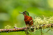 Ecuador, Guango. Chestnut-breasted coronet hummingbird close-up.
