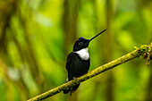 Ecuador, Guango. Halsband-Inka-Kolibri, Nahaufnahme.