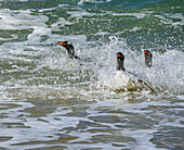 Falklandinseln, Eselspinguine tauchen aus dem Meer auf.