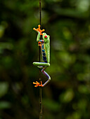 Rotaugenlaubfrosch, Costa Rica, Mittelamerika