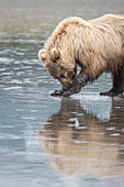 Clamming brown bear reflected at low tide along Cook Inlet.
