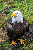 Alaska, Tongass National Forest, Anan Creek. Bald Eagle.