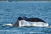 USA, Südost-Alaska, bei Sail Island. Buckelwal mit Schwanz.