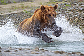USA, Alaska. Ein Braunbär plätschert durch einen Bach auf der Jagd nach Lachsen.