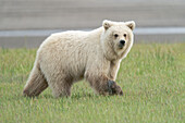 USA, Alaska. A very light colored female brown bear cub is nervous about other bears.