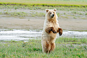 USA, Alaska. Ein heller Braunbär steht auf und sucht nach Gefahr.