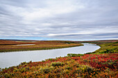 USA, Alaska, Noatak National Preserve. Herbstfarben entlang des Noatak River.