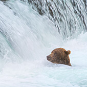 Alaska, Brooks Falls. Grizzlybär schwimmt am Fuße der Fälle.