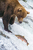Alaska, Brooks Wasserfälle. Grizzlybär an der Spitze des Wasserfalls, der einem Fisch beim Springen zusieht.