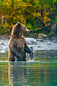 Alaska, Clarksee. Ein Grizzlybär steht im Wasser auf.