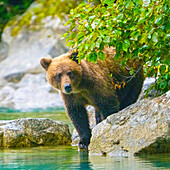 Alaska, Lake Clark. Grizzly bear walks along the shoreline among the boulders.