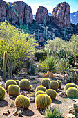 Arizona, USA. Saguaro-Kaktus