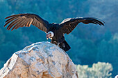 Andean condor's wingspread, measures ten feet from wingtip to wingtip.