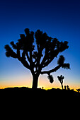 Joshua-Bäume bei Sonnenuntergang, Joshua Tree National Park, Kalifornien, USA