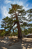 Ponderosa Kiefer, San Bernardino National Forest, Kalifornien
