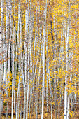 Blätter und Baumstämme bilden eine Espenwand aus Textur, Colorado, USA.