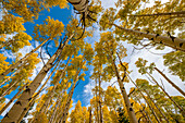 Aspen grove in fall, in the Rockies, Colorado, USA.