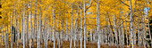 Aspen grove in fall glows in this image. Rocky Mountains, Colorado, USA.