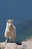 Rocky Mountain goat on ledge, Mount Evans Wilderness Area, Colorado