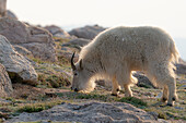 Rocky Mountain Ziegen auf dem Weg zum Gipfel, um nach Mineralien zu suchen, Mount Evans Wilderness Area, Colorado