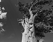 Ancient bristlecone pines, Mount Evans Wilderness Area, Colorado