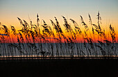 USA, Georgia, Tybee Island. Sonnenaufgang mit silhouettiertem Strandgras.