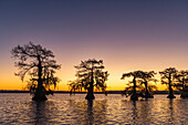 Cypress trees silhouetted at sunrise in autumn at Lake Dauterive near Loreauville, Louisiana, USA