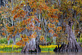 Cypress trees in autumn at Lake Dauterive near Loreauville, Louisiana, USA