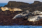 Kegelrobben auf Gull Island vor der Küste von Maine, USA