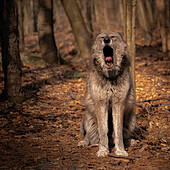 USA, New Jersey, Lakota Wolf Preserve. Nahaufnahme eines gähnenden Wolfs.