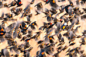 USA, New Mexico, Bosque Del Apache National Wildlife Refuge. Red-winged blackbird flock flying.