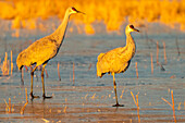 USA, New Mexico, Bosque Del Apache National Wildlife Refuge. Sandhill cranes walking on ice.