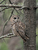 Just before dusk the male Mexican Spotted owl perching near female after a year of unsuccessful nesting, possibly due to the drought of the past year.