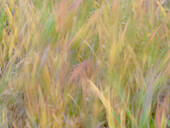 Fall grasses on 10K Trail, Sandia mountains, New Mexico