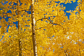 Herbstlaub auf dem 10K Trail, Sandia Berge, New Mexico