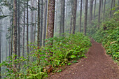 USA, Oregon. Lookout State Park Pfad mit Nebel inmitten von Sitka-Fichtenwald