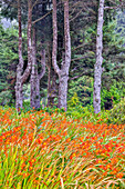 Usa, Oregon, Yachats. Plantings